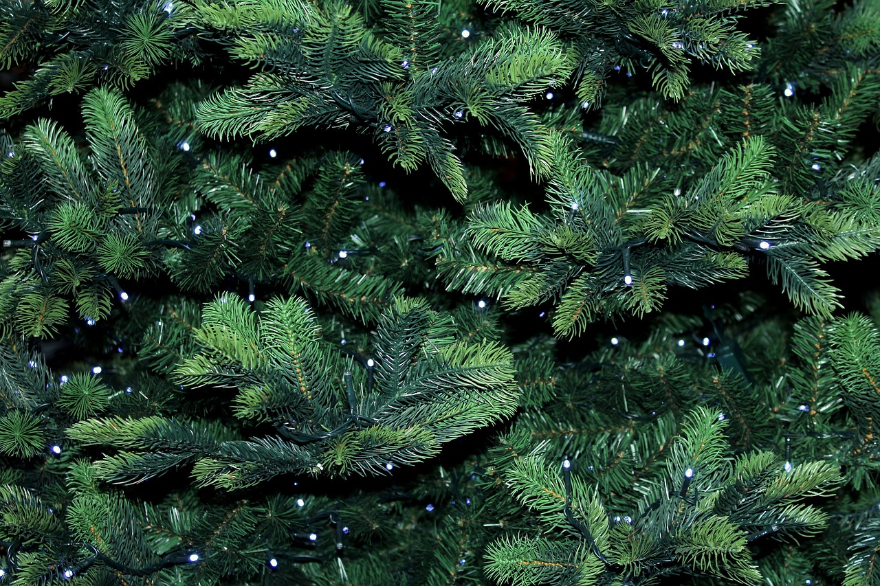 bush-christmas-light-Rancho-Cordova-CA this image shows bush Christmas lights in Rancho Cordova, CA